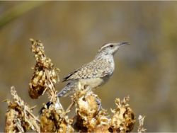 Cactus Wren
